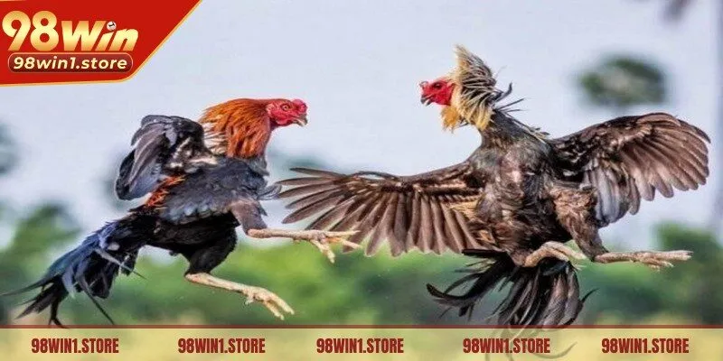 Đánh giá hiệu suất của các con gà trước và trong quá trình 