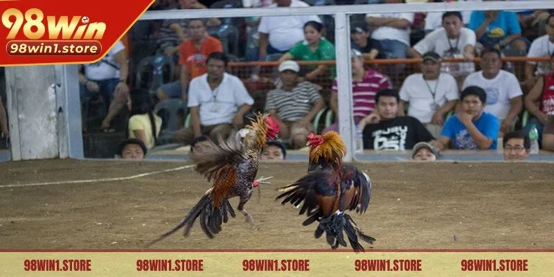 Cả hai chiến kê sẽ được thả chuồng và bắt đầu một cuộc trận đấu