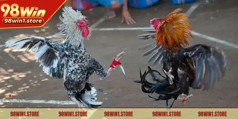 Kinh nghiệm khi đặt cược đá gà cựa dao 