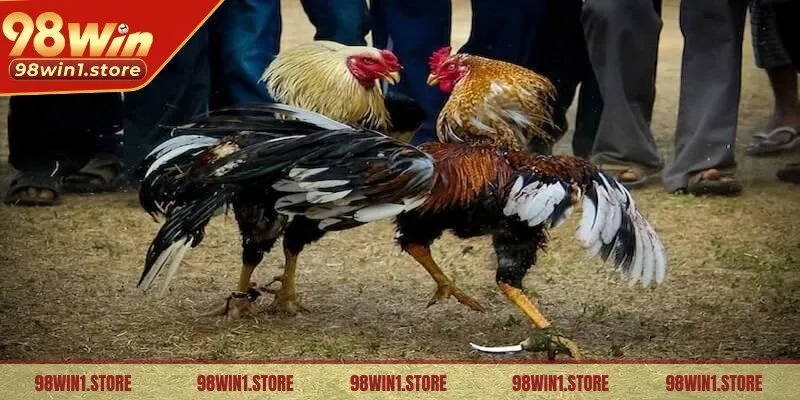 Đá gà cựa dao là một trong những thể loại hàng đầu
